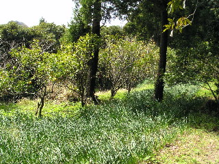 ミカン畑と水仙