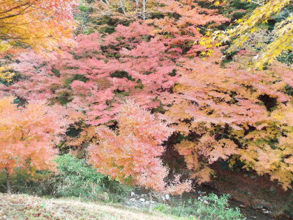 志駒川の紅葉
