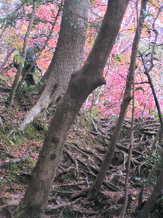 木の根の登山道