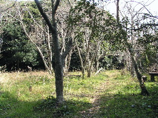 里見公園の桜とベンチ