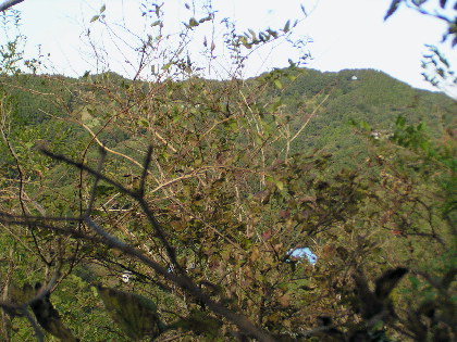 津森山