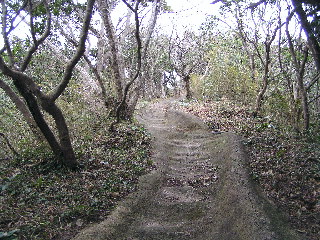 自然林の中の参道