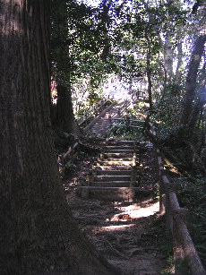 石段の途中に大きな杉の木が