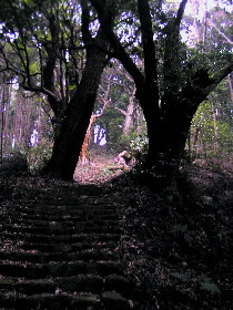 古木の中の石段と参道