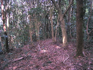 マテバシイの自然林