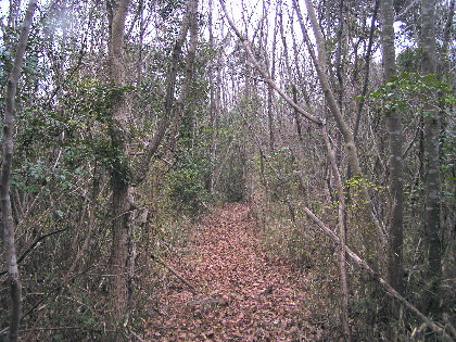 自然林の山道