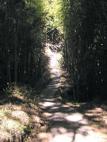 竹林の山道