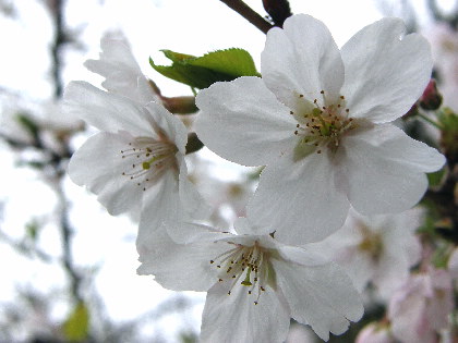 ７分咲きの桜