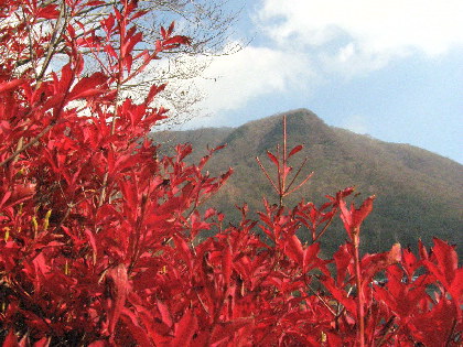 紅葉のドウタンと駒ヶ岳