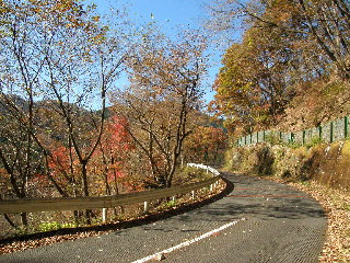 正丸峠に向かう紅葉の道