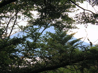 左後ろ（東南東）の樹間に富士山
