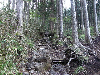 ヒノキ林の中の登山道