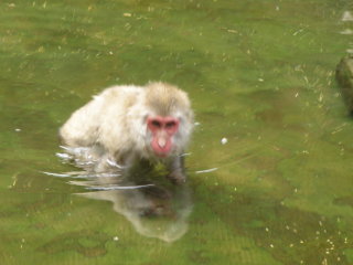 温泉の猿