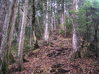 杉並木の尾根道