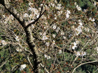 五分咲きの冬桜