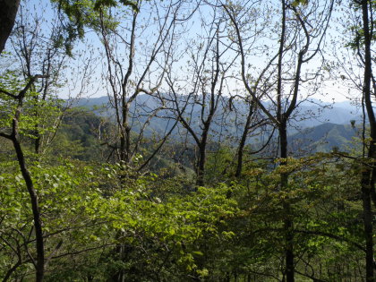 東の樹間に群馬・埼玉県境の山々