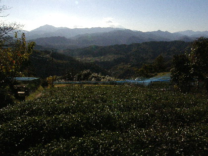 茶畑越しに富士山