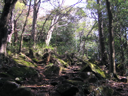 自然林の山道