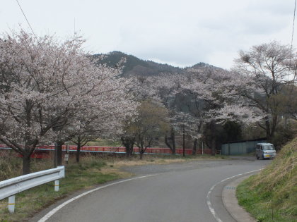 桜越しの矢祭山
