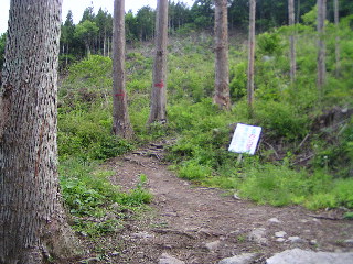 杉並木の登山道