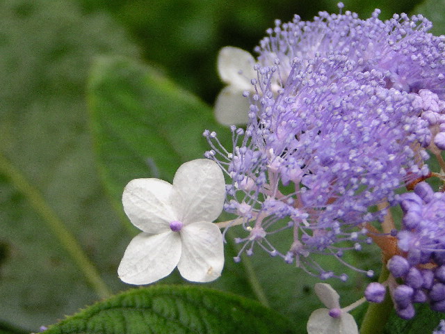 小紫陽花