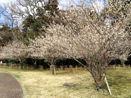 北西端の梅の木