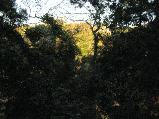 左（西）の樹間に籠田山