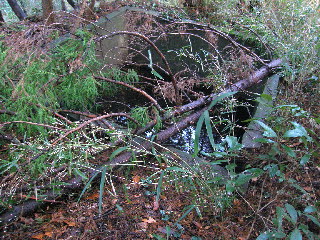倒れた杉の木と防火水槽