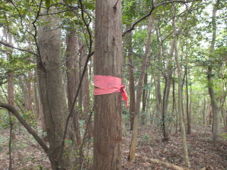 北側の樹木に赤テープ