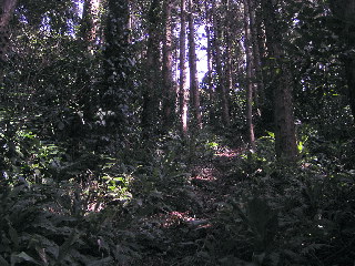 杉林の中の踏み跡