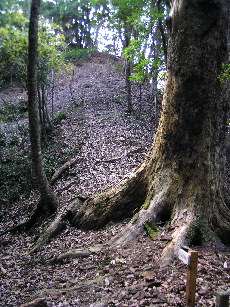 巨木のある尾根道