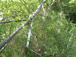 藪の中に白テープ