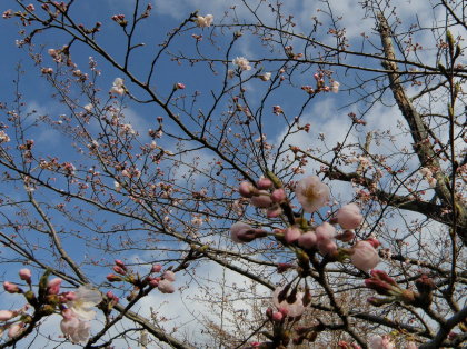 二分咲きの桜