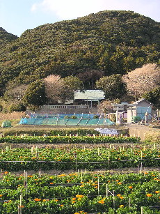 高皇産霊神社とキンセンカの花畑