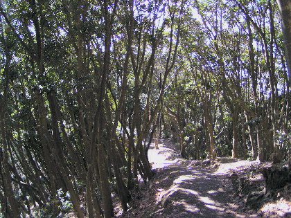 マテバシイの山道
