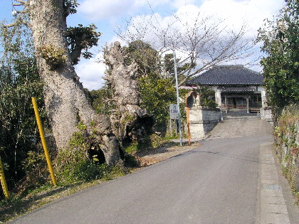 海光寺前の大木