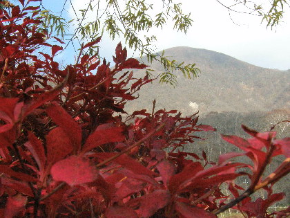 紅葉のドウタン黒檜山