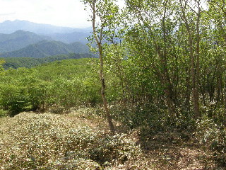 ダケカンバの純林