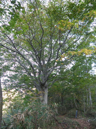 樹齢400年のブナの巨木
