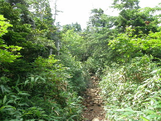 樹林帯の登り道