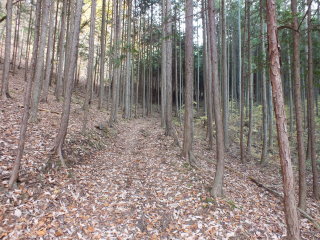 林間歩道