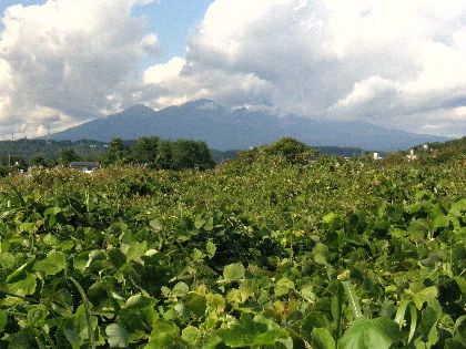 須玉町のＧＳから北北西に見た八ヶ岳