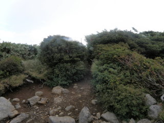 山頂標識の左（北）側奥（東）の灌木に赤テープ