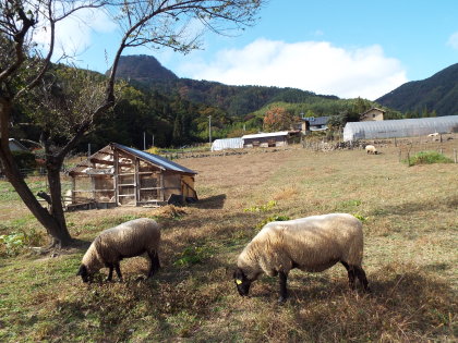 羊とポニーの牧場