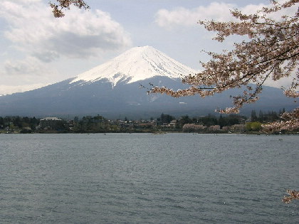 桜と富士山