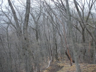 自然林の尾根径