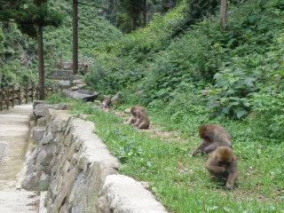 野猿の群