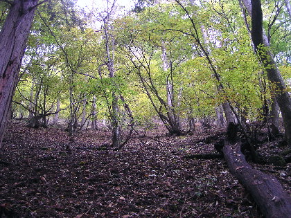 ブナの原生林