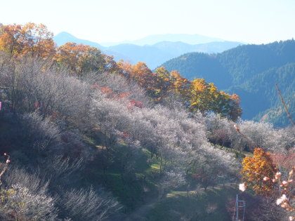 冬桜と紅葉のコラボ