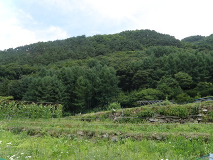 松尾古城跡のある峰